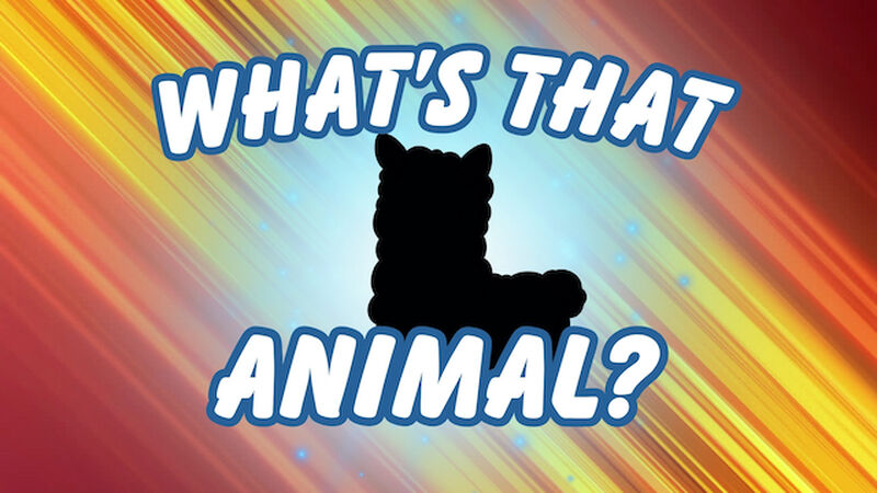 What's That Animal?
